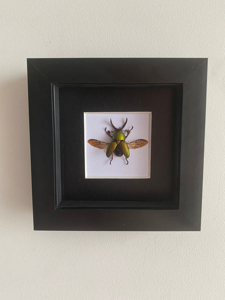 Saw Tooth Stag Beetle Entomology Frame