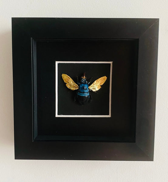 Gold Gilded Blue Carpenter Bee in Black Frame