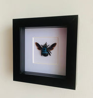Blue Carpenter Bee in Black Frame