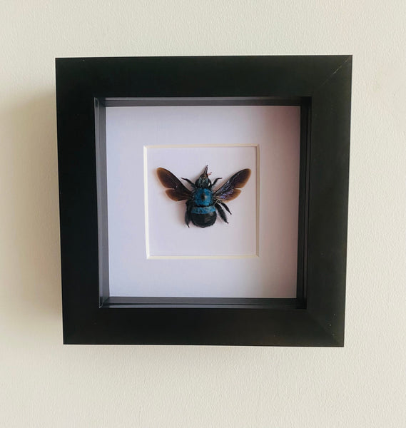 Blue Carpenter Bee in Black Frame