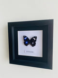 Blue Moon Butterfly Entomology Frame