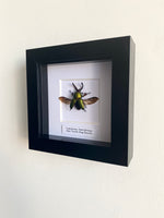 Saw Tooth Stag Beetle Entomology Frame