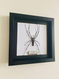 Large Orb Weaver Spider  Frame