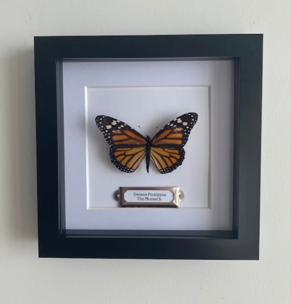 Monarch Butterfly Entomology Frame