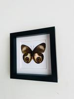 Framed Owl Butterfly