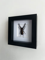 Stag Beetle Entomology Frame