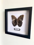 Large Owl Butterfly