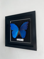 Blue Morpho Entomology Frame