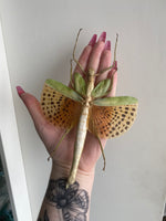 Giant Spotted Stick Insect