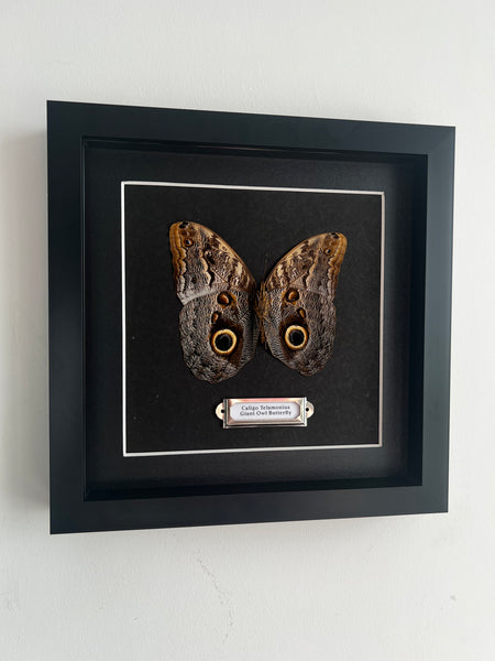 Large Owl Butterfly
