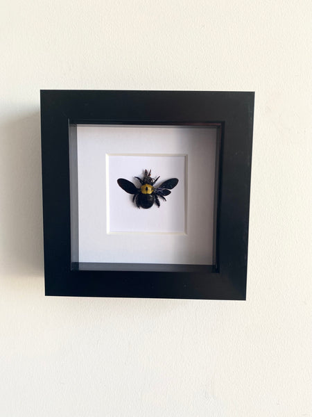Yellow Carpenter Bee in Black Frame