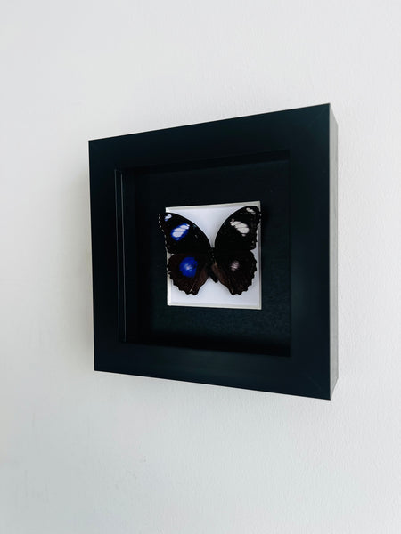 Small Blue Moon Butterfly Entomology Frame