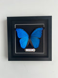 Blue Morpho Entomology Frame