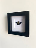 Yellow Carpenter Bee in Black Frame