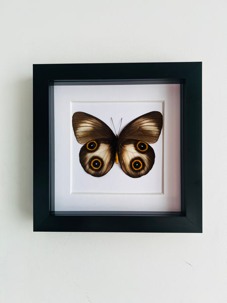 Framed Owl Butterfly